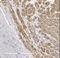 Myosin Heavy Chain 6 antibody, NBP2-36746, Novus Biologicals, Immunohistochemistry frozen image 