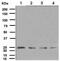 Ubiquitin D antibody, ab134077, Abcam, Western Blot image 