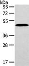 WW Domain Containing Oxidoreductase antibody, CSB-PA028760, Cusabio, Western Blot image 