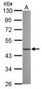 Nuclear Factor I X antibody, NBP2-15038, Novus Biologicals, Western Blot image 