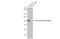 Nuclear Receptor Subfamily 3 Group C Member 1 antibody, GTX636420, GeneTex, Western Blot image 