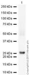 NOG antibody, ab16054, Abcam, Western Blot image 