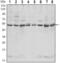 C-Terminal Src Kinase antibody, MA5-15707, Invitrogen Antibodies, Western Blot image 