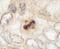 Centromere Protein F antibody, IHC-00315, Bethyl Labs, Immunohistochemistry frozen image 