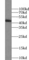 Orosomucoid 2 antibody, FNab06014, FineTest, Western Blot image 