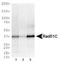 ERCC Excision Repair 1, Endonuclease Non-Catalytic Subunit antibody, NB100-117, Novus Biologicals, Western Blot image 