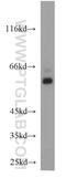 Syntaxin Binding Protein 1 antibody, 20562-1-AP, Proteintech Group, Western Blot image 
