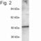 Protein Interacting With PRKCA 1 antibody, PA1-073, Invitrogen Antibodies, Western Blot image 