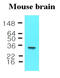 Tyrosine 3-Monooxygenase/Tryptophan 5-Monooxygenase Activation Protein Epsilon antibody, MBS200080, MyBioSource, Western Blot image 