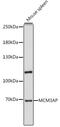 80 kDa MCM3-associated protein antibody, 16-212, ProSci, Western Blot image 