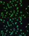 Nuclear Receptor Subfamily 1 Group I Member 2 antibody, 16-843, ProSci, Immunofluorescence image 