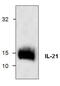 Interleukin-21 antibody, GTX59769, GeneTex, Western Blot image 