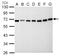 Nucleoporin 62 antibody, LS-C185481, Lifespan Biosciences, Western Blot image 