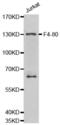 F4/80 antibody, abx001165, Abbexa, Western Blot image 