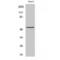 Proteasome 26S Subunit, Non-ATPase 12 antibody, LS-C385651, Lifespan Biosciences, Western Blot image 