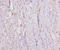 C1q And TNF Related 3 antibody, A52873-100, Epigentek, Immunohistochemistry paraffin image 