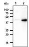 Ras Association Domain Family Member 1 antibody, NBP1-04342, Novus Biologicals, Western Blot image 