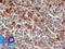 Caspase 7 antibody, NB100-56529, Novus Biologicals, Immunohistochemistry frozen image 