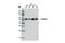 Tubulin Alpha 1b antibody, 12351S, Cell Signaling Technology, Western Blot image 