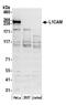 L1 Cell Adhesion Molecule antibody, A305-304A, Bethyl Labs, Western Blot image 