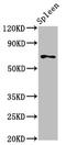 Slingshot Protein Phosphatase 3 antibody, CSB-PA837447LA01HU, Cusabio, Western Blot image 