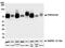 PVR Cell Adhesion Molecule antibody, NBP2-78711, Novus Biologicals, Western Blot image 