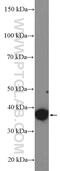 Platelet Derived Growth Factor C antibody, 55076-1-AP, Proteintech Group, Western Blot image 