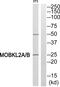 MOB Kinase Activator 3A antibody, PA5-38762, Invitrogen Antibodies, Western Blot image 