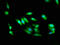 Serine/Threonine Kinase 24 antibody, CSB-PA00249A0Rb, Cusabio, Immunofluorescence image 