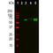 TATA-Box Binding Protein Associated Factor 15 antibody, M03567, Boster Biological Technology, Western Blot image 