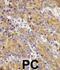 Myosin IC antibody, abx032816, Abbexa, Immunohistochemistry frozen image 