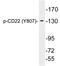 CD22 Molecule antibody, LS-C291489, Lifespan Biosciences, Western Blot image 
