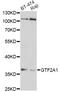 General Transcription Factor IIA Subunit 1 antibody, STJ27298, St John