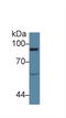 Vav Guanine Nucleotide Exchange Factor 1 antibody, LS-C374367, Lifespan Biosciences, Western Blot image 