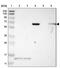 Junctophilin 1 antibody, PA5-52668, Invitrogen Antibodies, Western Blot image 