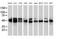 Protein Kinase C And Casein Kinase Substrate In Neurons 3 antibody, MA5-25367, Invitrogen Antibodies, Western Blot image 