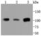 PMS1 Homolog 2, Mismatch Repair System Component antibody, A01028-3, Boster Biological Technology, Western Blot image 