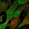 Cholinergic Receptor Nicotinic Delta Subunit antibody, HPA056404, Atlas Antibodies, Immunofluorescence image 