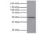 Glycogen Synthase Kinase 3 Alpha antibody, NBP1-28578, Novus Biologicals, Western Blot image 