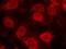 Eukaryotic Translation Initiation Factor 4E antibody, GTX50268, GeneTex, Immunocytochemistry image 