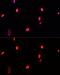 General Transcription Factor IIi antibody, GTX65927, GeneTex, Immunofluorescence image 