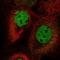 RHE antibody, HPA058202, Atlas Antibodies, Immunofluorescence image 