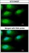 Interleukin 1 Receptor Associated Kinase 3 antibody, GTX104227, GeneTex, Immunofluorescence image 