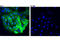 Argininosuccinate Synthase 1 antibody, 70720S, Cell Signaling Technology, Immunocytochemistry image 