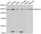 Structural Maintenance Of Chromosomes Flexible Hinge Domain Containing 1 antibody, STJ29294, St John