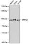 SET And MYND Domain Containing 4 antibody, 18-610, ProSci, Western Blot image 