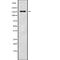 RNA Polymerase II Associated Protein 1 antibody, abx218344, Abbexa, Western Blot image 