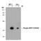Heat Shock Protein Family B (Small) Member 1 antibody, MAB23141, R&D Systems, Western Blot image 