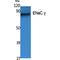 Sodium Channel Epithelial 1 Gamma Subunit antibody, LS-C386797, Lifespan Biosciences, Western Blot image 