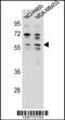Ankyrin Repeat Domain 34C antibody, 56-063, ProSci, Western Blot image 